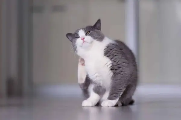 Un chat gris et blanc se gratte l'oreille, cherchant un remède de grand-mère pour ses démangeaisons.