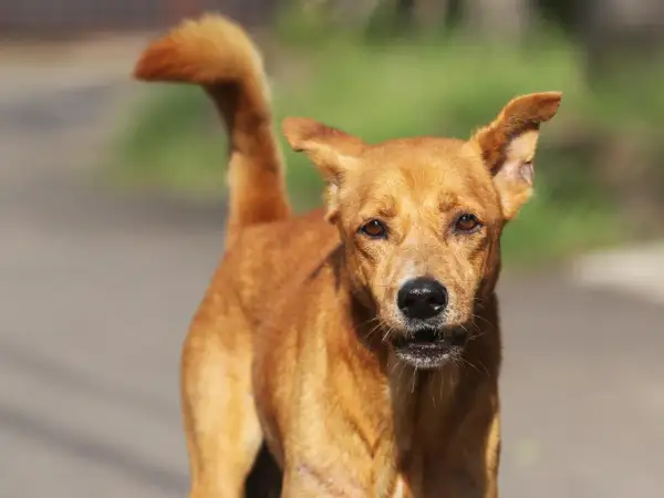 Un chien au pelage roux, au regard vif, se tient prêt. Ce fidèle berger créole veille sur son territoire.