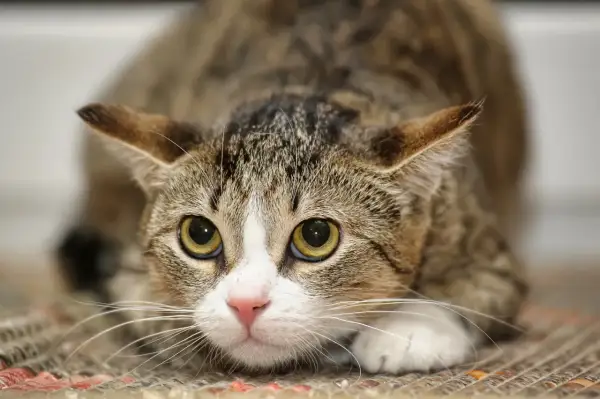 Gros plan sur un chat tigré aux grands yeux jaunes, le museau rose et les oreilles dressées. Il semble chercher un anti douleur chat.