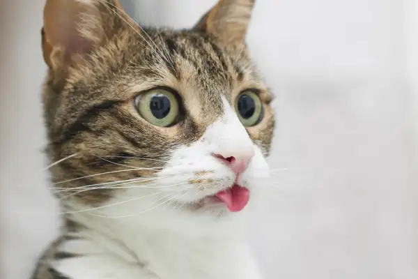 Un chat tigré aux grands yeux verts tire la langue, un air espiègle. On se demande pourquoi mon chat tire la langue, peut-être pour faire une grimace amusante !