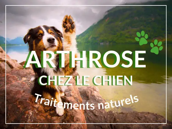 Chien avec patte levée, texte "Arthrose chez le chien, traitements naturels". Un remède grand-mère pour l'arthrose du chien ?