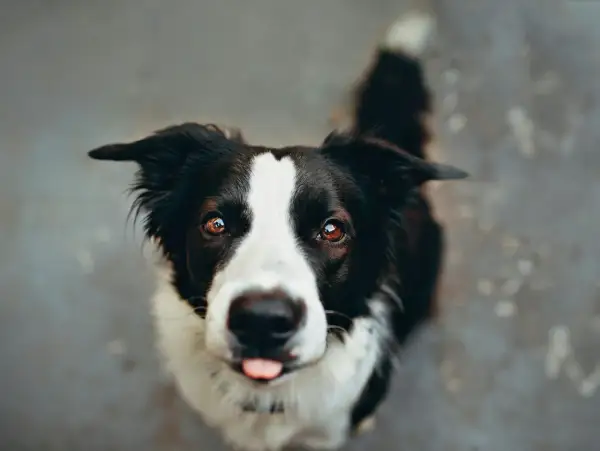 Un adorable Border Collie, malgré une possible maladie, regarde avec espoir. Sa langue sort, un signe de vie.