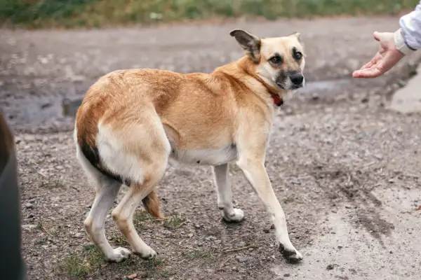 Un chien timide, queue entre les jambes, regarde une main tendue.