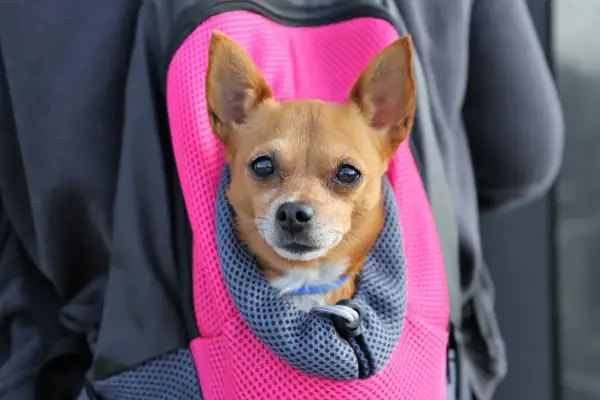 Un petit chien brun est confortablement installé dans un sac à dos rose vif, prêt pour une aventure. Une belle illustration de comment porter un chien en toute sécurité.
