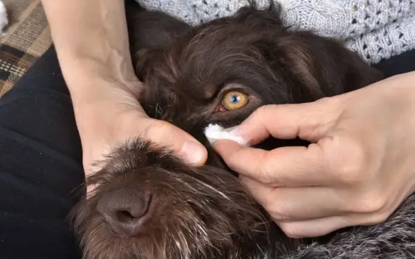 Nettoyage doux des yeux d'un chien avec une compresse. Une recette maison pour nettoyer les yeux de votre chien peut être utile.