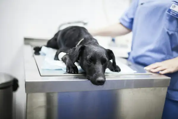 Un chien noir, visiblement fatigué, est allongé sur une table d'examen vétérinaire. Une infirmière en blouse bleue est à ses côtés. On se demande combien de temps pour évacuer un corps étranger chien.