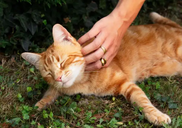 Main douce caressant un chat roux endormi. Une idée pour comment hydrater un chat qui refuse de boire : lui proposer des aliments humides.
