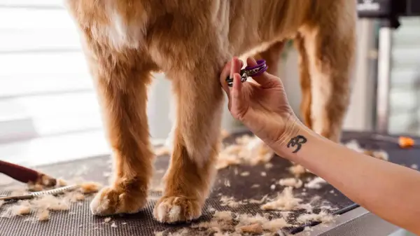 Une main coupe les poils d'un chien, peut-être pour aider à la guérison d'un hot spot. Le temps de guérison est essentiel pour le bien-être de l'animal.
