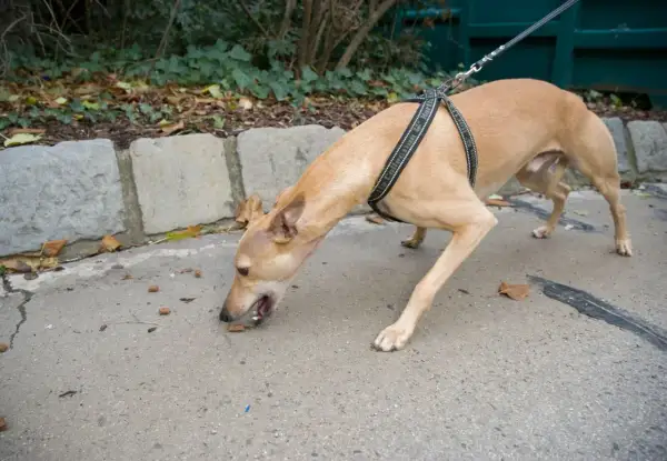 Chien au harnais reniflant le sol, peut-être des restes de nourriture. Attention aux empoisonnement chien symptômes, surveillez votre animal.