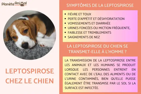 Un chien beagle malade, sujet à la leptospirose. La chance de survie dépend d'une prise en charge rapide des symptômes.