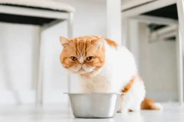 Un chat roux et blanc, l'air boudeur, près de sa gamelle vide. Mon chat ne mange plus, je m'inquiète.