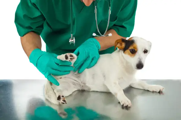 Vétérinaire examinant la patte d'un chien, possiblement pour un problème de ligament croisé.
