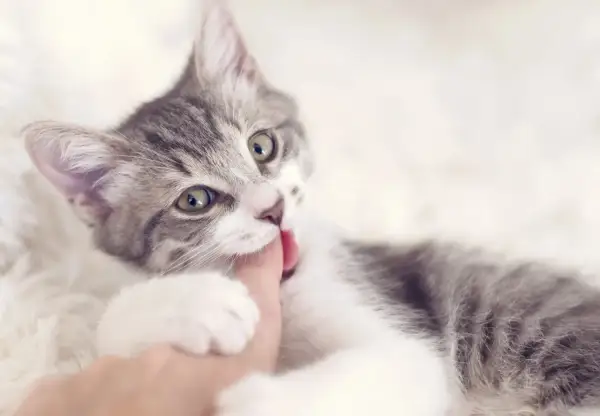Un adorable chaton gris et blanc, avec de grands yeux verts, mordille gentiment un doigt.