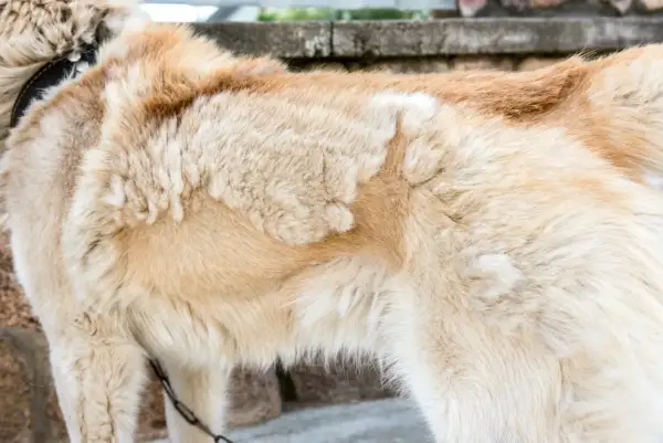 Pelage clair d'un chien, peut-être un remède de grand-mère pour la perte de poil du chien.