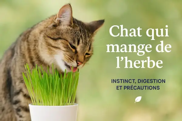 Un chat tigré mange de l'herbe fraîchement coupée. Découvrez pourquoi les chats mangent de l'herbe : instinct, digestion et précautions.
