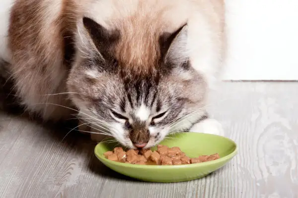 Un chat sans dents savoure sa pâtée dans une gamelle verte.