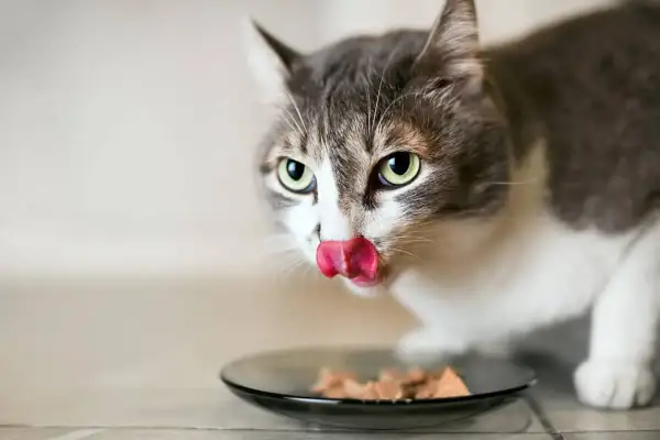 Un chat tigré et blanc lèche sa nourriture dans une assiette. C'est un aliment sans iode pour chat, parfait pour sa santé.