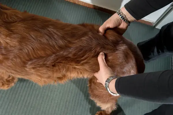 Mains palpant le flanc d'un chien roux. Si mon chien boite, que faire ? Examiner la zone sensible.
