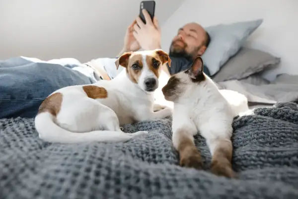 Un homme utilise son téléphone, allongé dans un lit avec son chien et son chat. Un moment paisible pour dormir avec son chat et son compagnon canin.