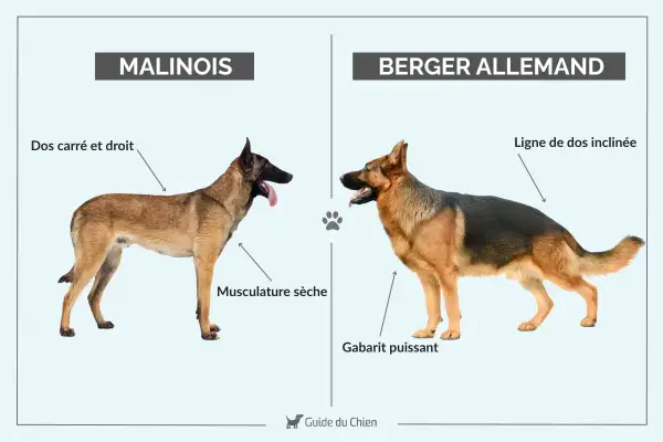 Comparaison entre un Malinois au dos droit et musclé, et un Berger Allemand au gabarit puissant et au dos incliné.