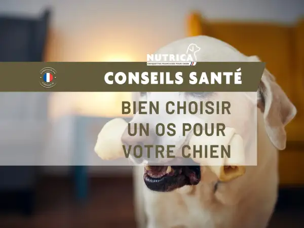 Un chiot heureux mâchouille un os, profitant d'un moment de plaisir. Conseils santé pour bien choisir un os à mâcher pour votre chien.