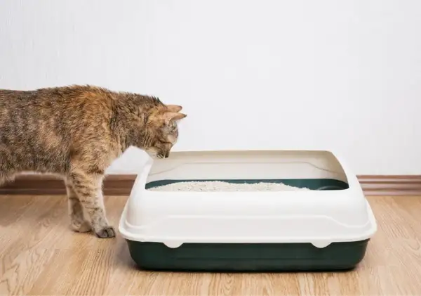 Un chat tigré renifle une litière propre. La taille de la litière chat est parfaite pour lui.