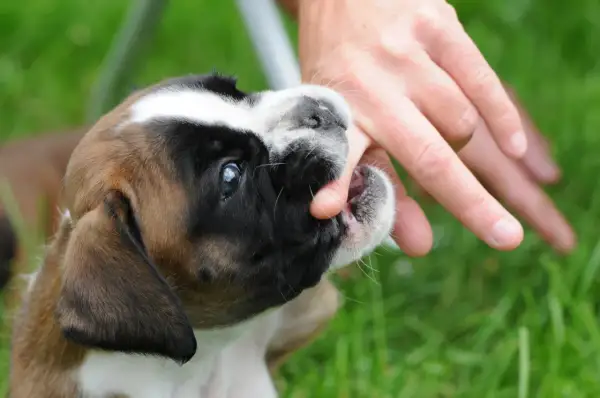 Un chiot boxer mordille la main d'une personne qui marche dans l'herbe. Ses petites dents s'enfoncent dans la peau.