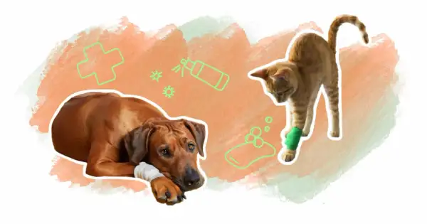Un chien et un chat blessés, avec des icônes de soins vétérinaires. Savoir avec quoi désinfecter plaie chat est essentiel pour leur guérison.