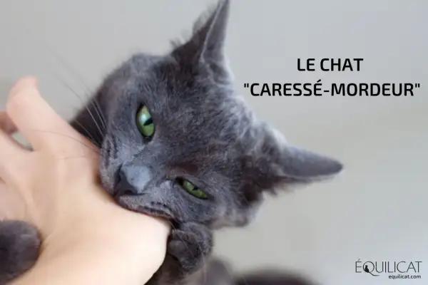 Un chat gris aux yeux verts mordille une main. Apprenez comment caresser un chat pour éviter ce comportement.