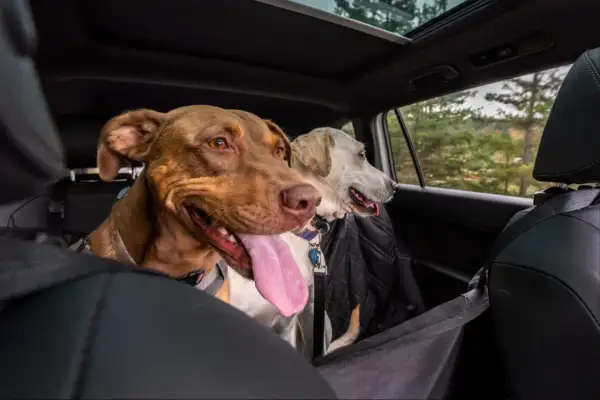 Deux chiens, dont un chien stressé en voiture, regardent par la fenêtre. L'un est brun avec la langue pendante, l'autre est blanc et porte un manteau noir.