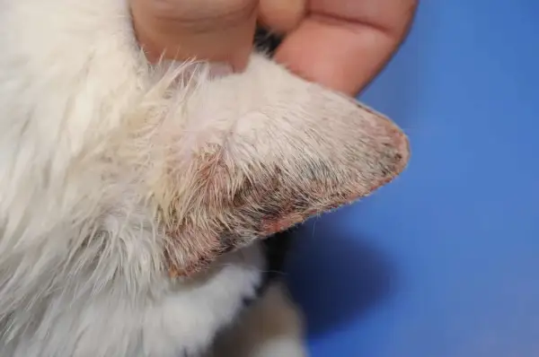 Oreille de chat blanc présentant une dermatite solaire, avec des zones rouges et croûteuses sur le bord.