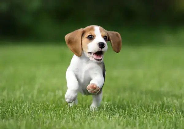 Un adorable petit chien race beagle court joyeusement sur l'herbe verte, les oreilles au vent.