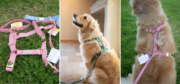 Harnais rose et bleu pour chien, montrant la **taille harnais chien** et un golden retriever portant un harnais vert.