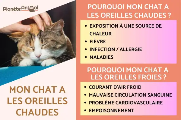 Un chat aux oreilles rouges est caressé. L'image explique pourquoi les oreilles d'un chat peuvent être chaudes ou froides.