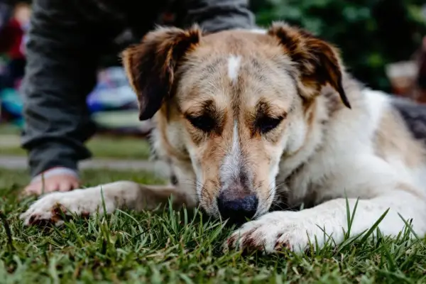 Mon chien mange de l'herbe, couché sur la pelouse. Un enfant est près de lui.