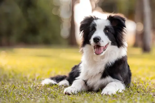 Un adorable border collie au poil noir et blanc, couché sur l'herbe verte, la langue pendante et l'air joyeux.