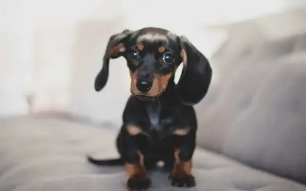 Adorable chiot teckel, un exemple de liste race de chien petit, avec ses longues oreilles tombantes et son regard attendrissant.