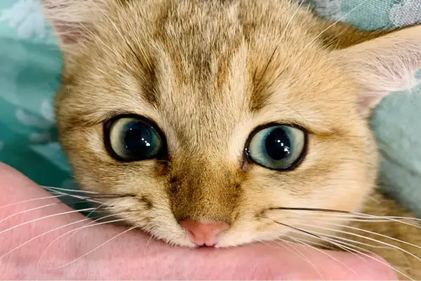 Un chaton aux grands yeux bleus mordille doucement une main. Pas besoin de savoir comment punir un chat qui attaque quand il est si mignon !