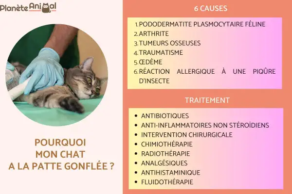 Un vétérinaire panse la patte d'un chat, peut-être suite à une entorse. L'image liste les causes et traitements pour une patte gonflée chez le chat.