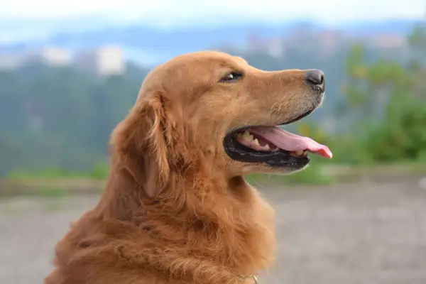 Un golden retriever au pelage doré, langue pendante, semble réfléchir à quel chien est fait pour moi.