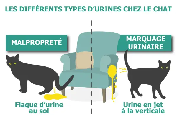 Un chat noir fait une flaque d'urine au sol, à côté de lui une goutte de sang par terre. L'image illustre les différents types d'urine chez le chat.