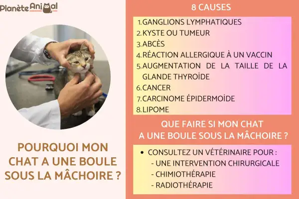 Un vétérinaire examine un chat, cherchant la cause d'une boule sous la mâchoire. L'image liste 8 causes possibles, dont un kyste ou une tumeur.