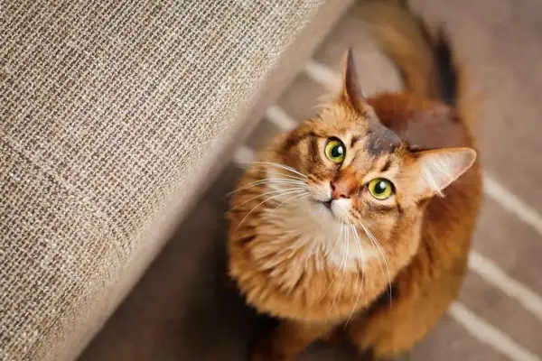 Un chat roux aux yeux verts vous fixe intensément, peut-être se demande-t-il pourquoi mon chat me fixe. Il est assis près d'un canapé.