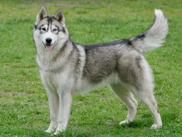 Un magnifique husky de Sibérie aux yeux bleus et marrons se tient fièrement sur l'herbe verte.