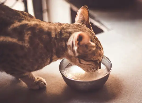 Un chat tigré boit du lait dans une gamelle. Est-ce dangereux de donner du lait à un chat ? La réponse est souvent oui, car ils sont intolérants au lactose.