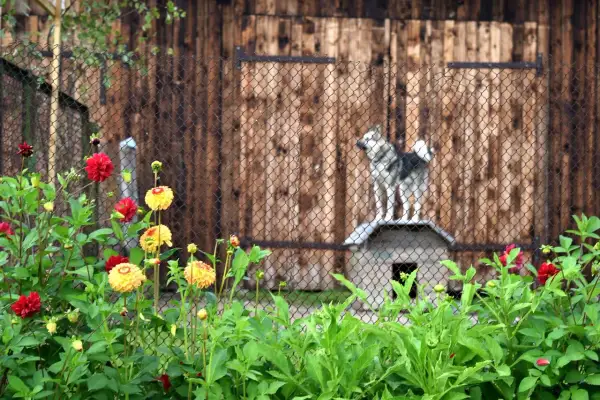 Un chien sibérien sur son abri, derrière une clôture, en attendant de faire garder son chien par la SPA. Fleurs rouges et jaunes au premier plan.