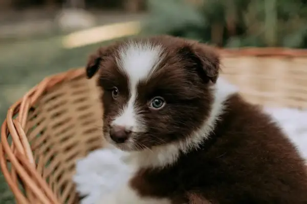 Un adorable chiot brun et blanc dans un panier en osier. Il est encore jeune, mais on se demande à quel âge un chiot est propre la nuit.