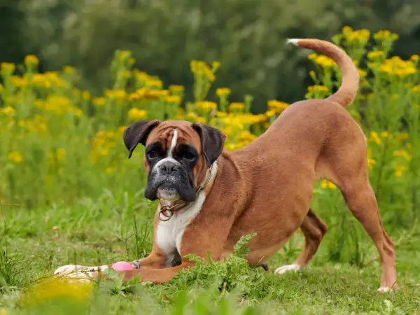 Un adorable boxer chien, en position de jeu, se prépare à attraper une balle rose dans un champ de fleurs jaunes.