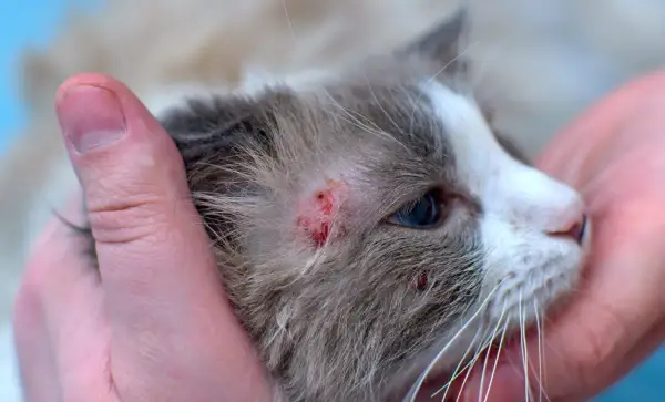 Gros plan sur la tête d'un chat tenu par des mains humaines, révélant une plaque rouge sur son pelage.