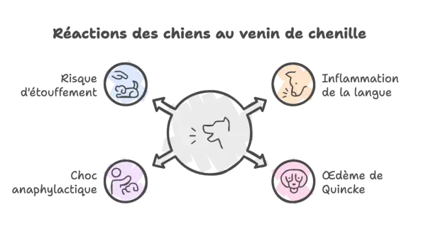 Schéma des réactions du chien au venin de chenille : risque d'étouffement, inflammation langue, choc anaphylactique, œdème de Quincke. Temps de réaction à surveiller.